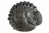 Perfectly Enrolled Drotops Trilobite - About Around #311191-1